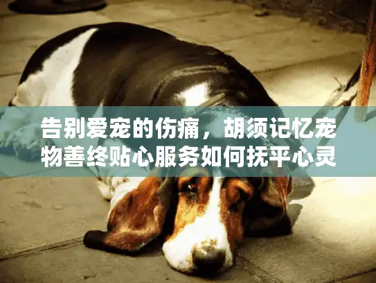 告别爱宠的伤痛，胡须记忆宠物善终贴心服务如何抚平心灵