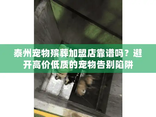 泰州宠物殡葬加盟店靠谱吗？避开高价低质的宠物告别陷阱