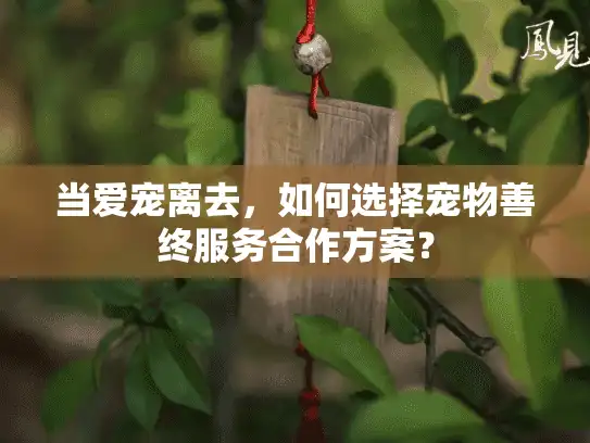 当爱宠离去，如何选择宠物善终服务合作方案？