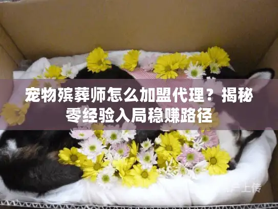 宠物殡葬师怎么加盟代理？揭秘零经验入局稳赚路径