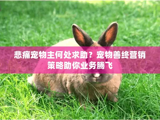 悲痛宠物主何处求助？宠物善终营销策略助你业务腾飞