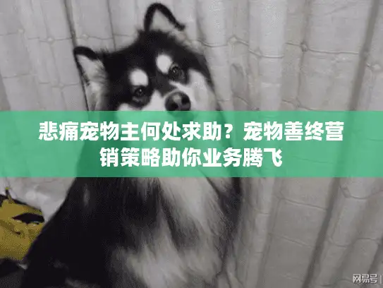 悲痛宠物主何处求助？宠物善终营销策略助你业务腾飞