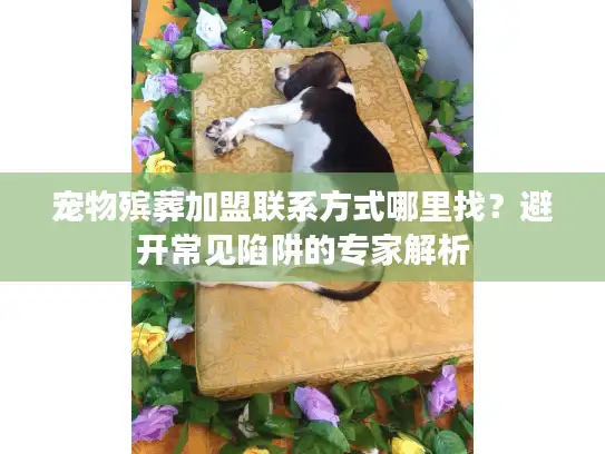 宠物殡葬加盟联系方式哪里找？避开常见陷阱的专家解析