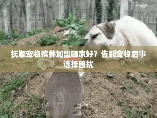抚顺宠物殡葬加盟哪家好？告别宠物后事选择困扰