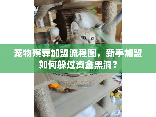 宠物殡葬加盟流程图，新手加盟如何躲过资金黑洞？