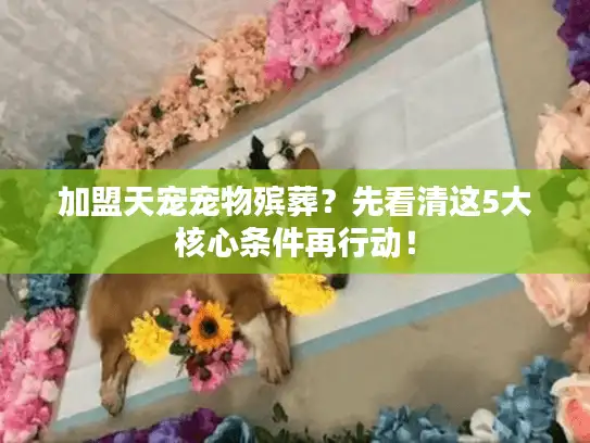 加盟天宠宠物殡葬？先看清这5大核心条件再行动！