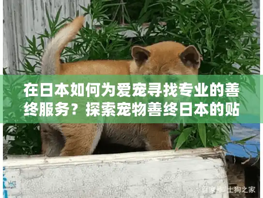在日本如何为爱宠寻找专业的善终服务？探索宠物善终日本的贴心选择