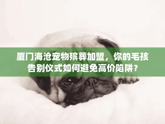 厦门海沧宠物殡葬加盟，你的毛孩告别仪式如何避免高价陷阱？
