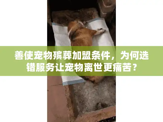 善使宠物殡葬加盟条件，为何选错服务让宠物离世更痛苦？