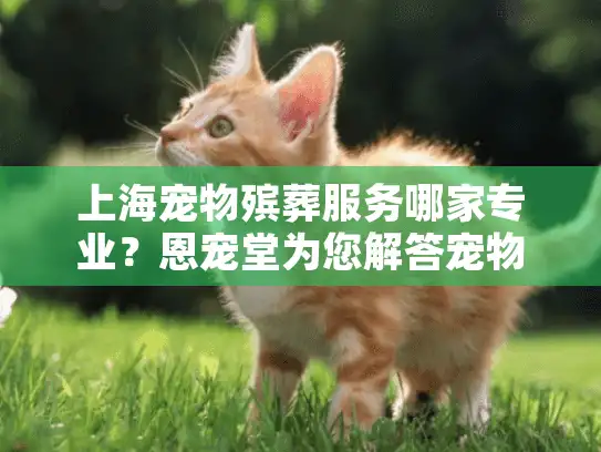 上海宠物殡葬服务哪家专业？恩宠堂为您解答宠物体面告别难题