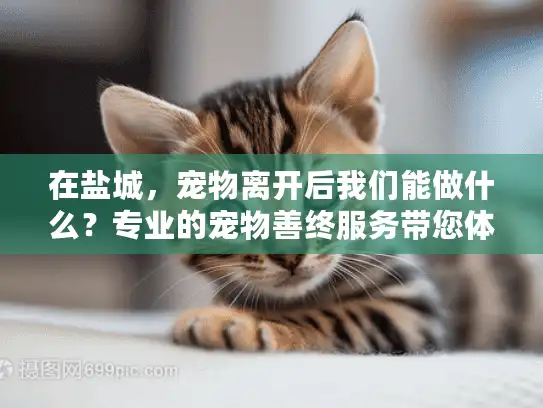 在盐城，宠物离开后我们能做什么？专业的宠物善终服务带您体面告别