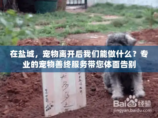 在盐城，宠物离开后我们能做什么？专业的宠物善终服务带您体面告别
