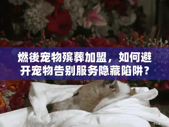 燃後宠物殡葬加盟，如何避开宠物告别服务隐藏陷阱？