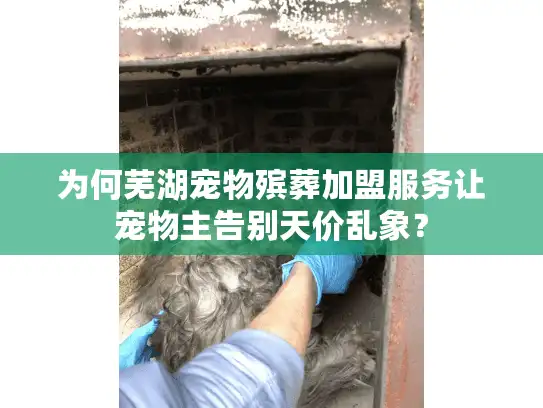 为何芜湖宠物殡葬加盟服务让宠物主告别天价乱象？