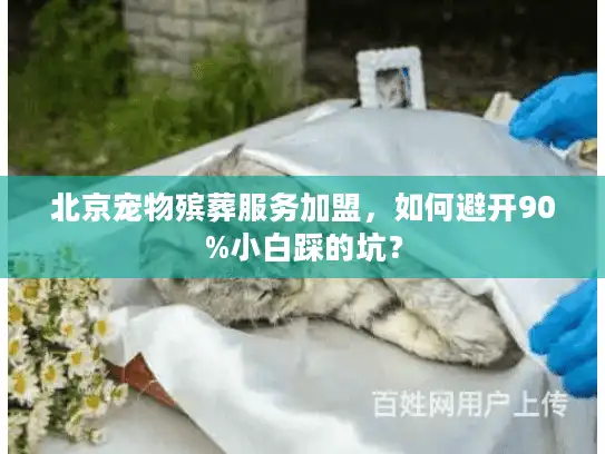 北京宠物殡葬服务加盟，如何避开90%小白踩的坑？