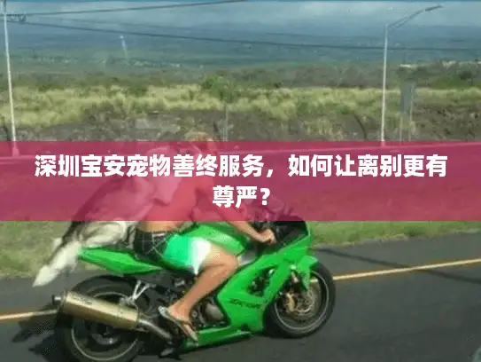 深圳宝安宠物善终服务，如何让离别更有尊严？