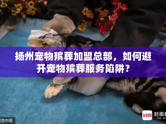 扬州宠物殡葬加盟总部，如何避开宠物殡葬服务陷阱？
