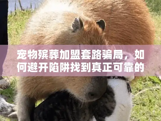 宠物殡葬加盟套路骗局，如何避开陷阱找到真正可靠的服务？