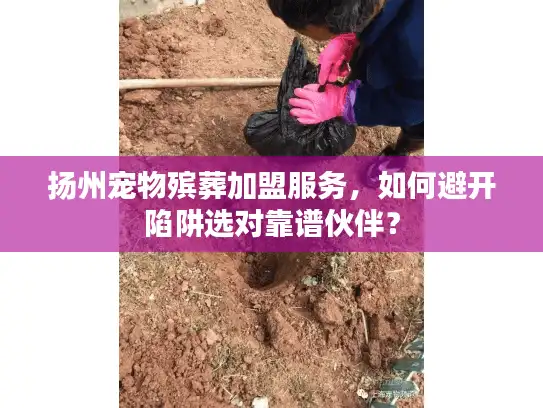 扬州宠物殡葬加盟服务，如何避开陷阱选对靠谱伙伴？
