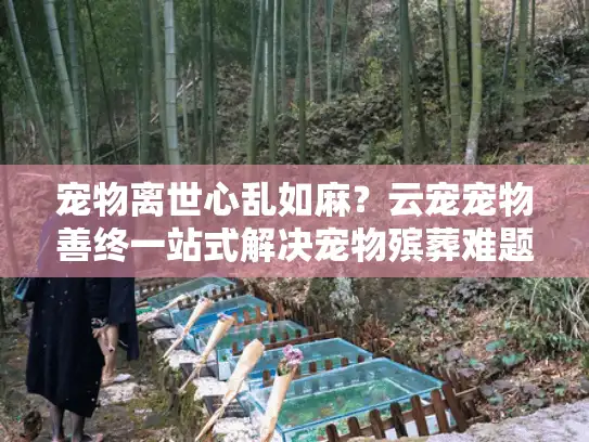 宠物离世心乱如麻？云宠宠物善终一站式解决宠物殡葬难题