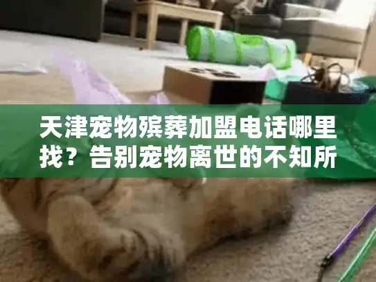 天津宠物殡葬加盟电话哪里找？告别宠物离世的不知所措