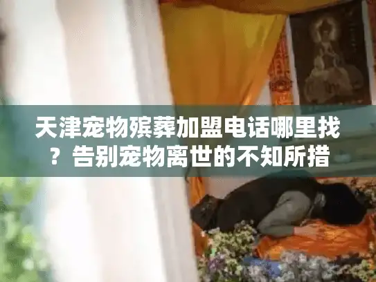 天津宠物殡葬加盟电话哪里找？告别宠物离世的不知所措