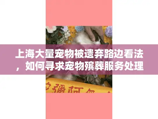 上海大量宠物被遗弃路边看法，如何寻求宠物殡葬服务处理困境？