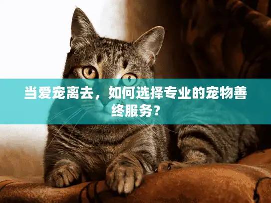 当爱宠离去，如何选择专业的宠物善终服务？