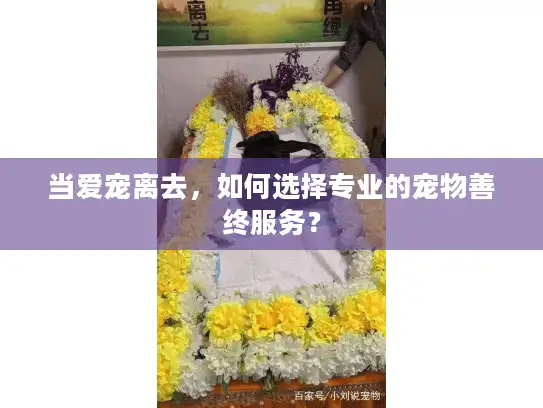 当爱宠离去，如何选择专业的宠物善终服务？