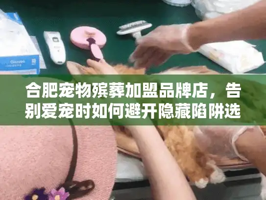 合肥宠物殡葬加盟品牌店，告别爱宠时如何避开隐藏陷阱选对贴心服务？
