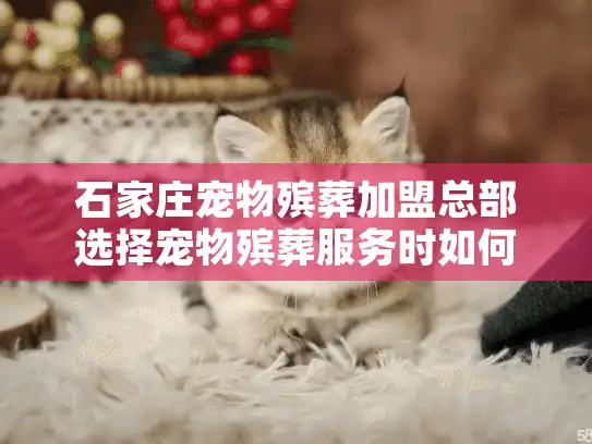 石家庄宠物殡葬加盟总部选择宠物殡葬服务时如何避开隐形消费陷阱？