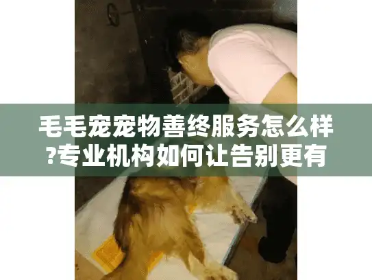毛毛宠宠物善终服务怎么样?专业机构如何让告别更有温度
