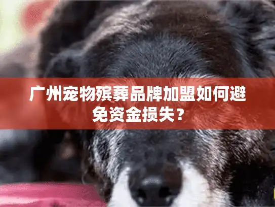 广州宠物殡葬品牌加盟如何避免资金损失？