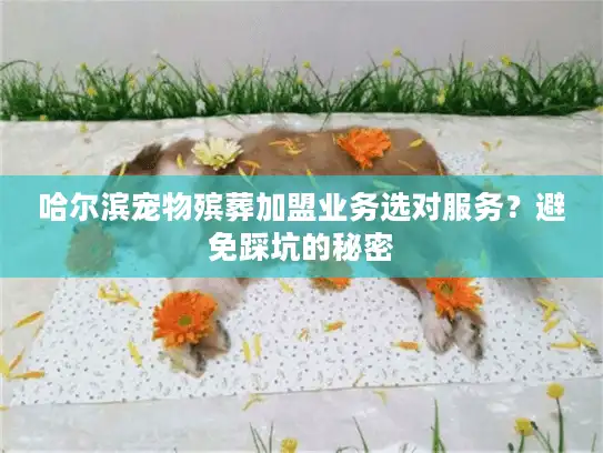 哈尔滨宠物殡葬加盟业务选对服务？避免踩坑的秘密