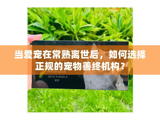 当爱宠在常熟离世后，如何选择正规的宠物善终机构？