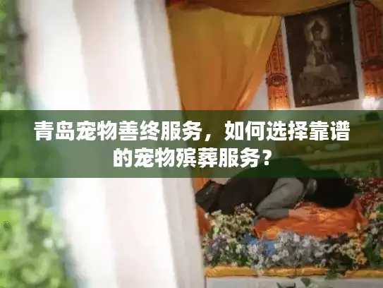 青岛宠物善终服务，如何选择靠谱的宠物殡葬服务？