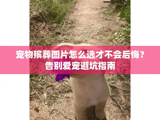 宠物殡葬图片怎么选才不会后悔？告别爱宠避坑指南
