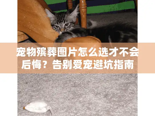 宠物殡葬图片怎么选才不会后悔？告别爱宠避坑指南
