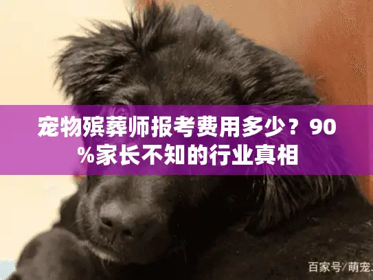 宠物殡葬师报考费用多少？90%家长不知的行业真相