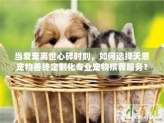 当爱宠离世心碎时刻，如何选择天恩宠物善终定制化专业宠物殡葬服务？