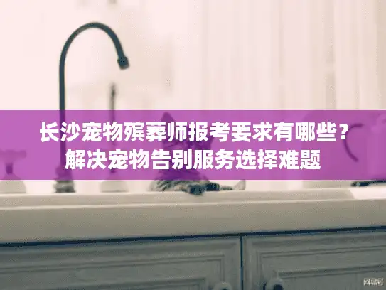 长沙宠物殡葬师报考要求有哪些？解决宠物告别服务选择难题