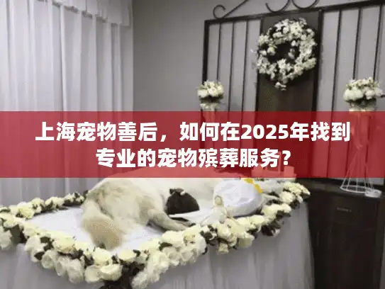 上海宠物善后，如何在2025年找到专业的宠物殡葬服务？
