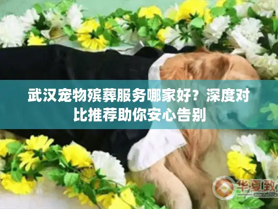 武汉宠物殡葬服务哪家好？深度对比推荐助你安心告别