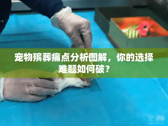 宠物殡葬痛点分析图解，你的选择难题如何破？