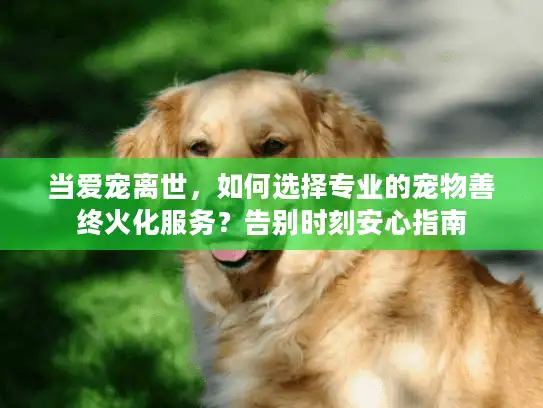 当爱宠离世，如何选择专业的宠物善终火化服务？告别时刻安心指南