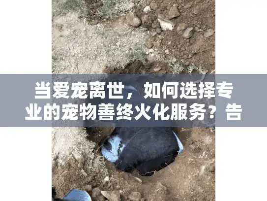 当爱宠离世，如何选择专业的宠物善终火化服务？告别时刻安心指南