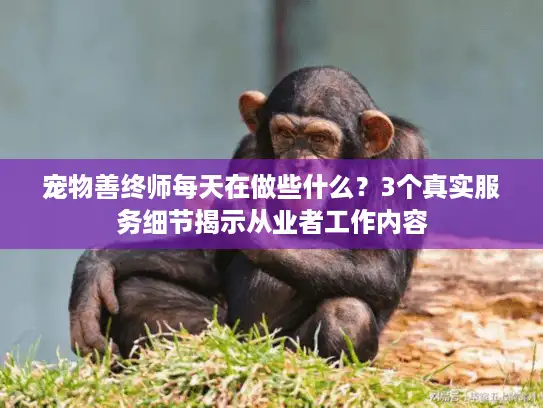 宠物善终师每天在做些什么？3个真实服务细节揭示从业者工作内容