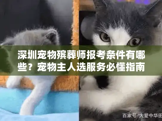 深圳宠物殡葬师报考条件有哪些？宠物主人选服务必懂指南