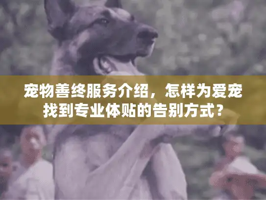 宠物善终服务介绍，怎样为爱宠找到专业体贴的告别方式？