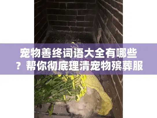 宠物善终词语大全有哪些？帮你彻底理清宠物殡葬服务的核心术语